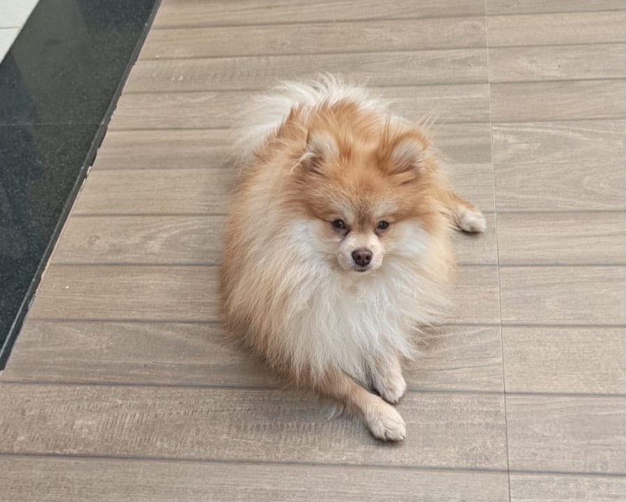 A beloved pet in a Red Broom client's home