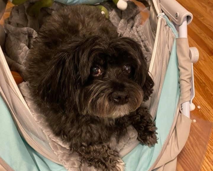 A beloved pet in a Red Broom client's home