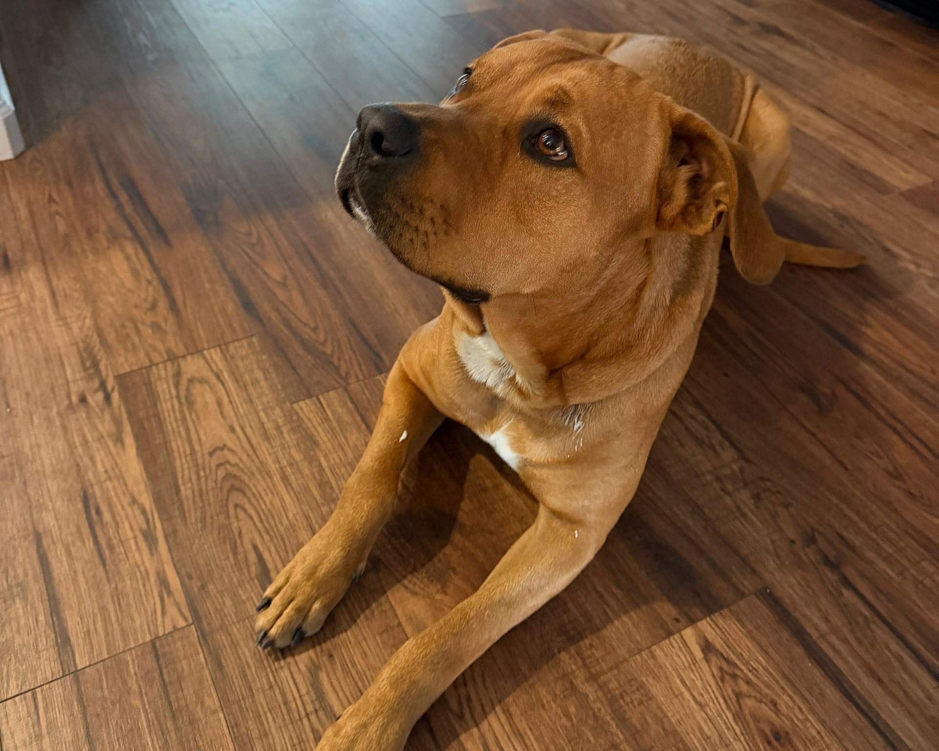 A beloved pet in a Red Broom client's home