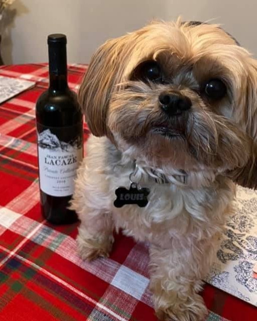 A beloved pet in a Red Broom client's home