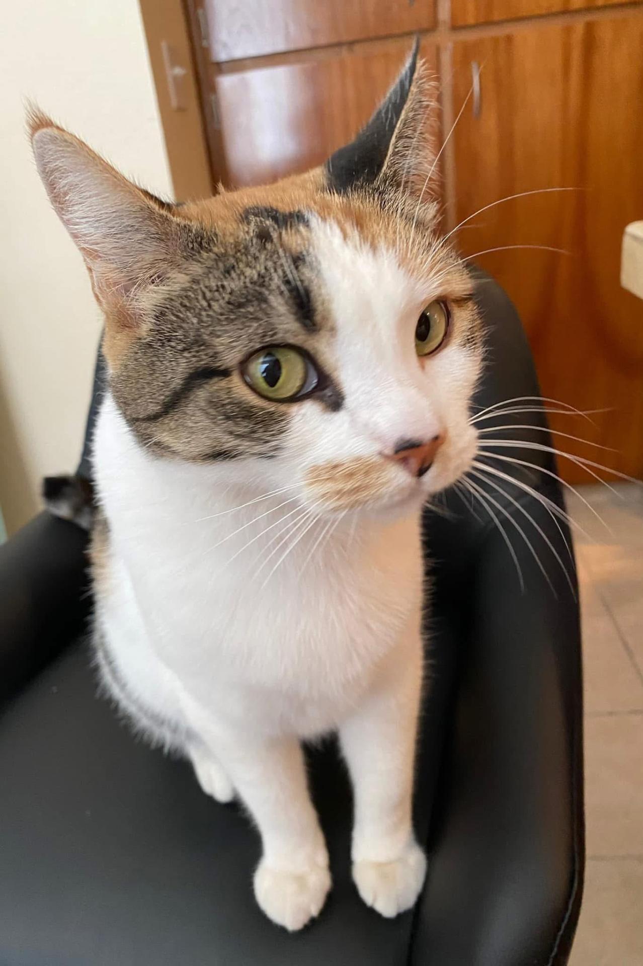 A beloved pet in a Red Broom client's home
